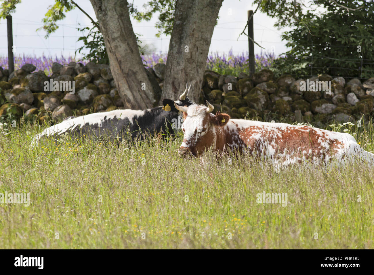 Cows graze lying on a meadow Stock Photo
