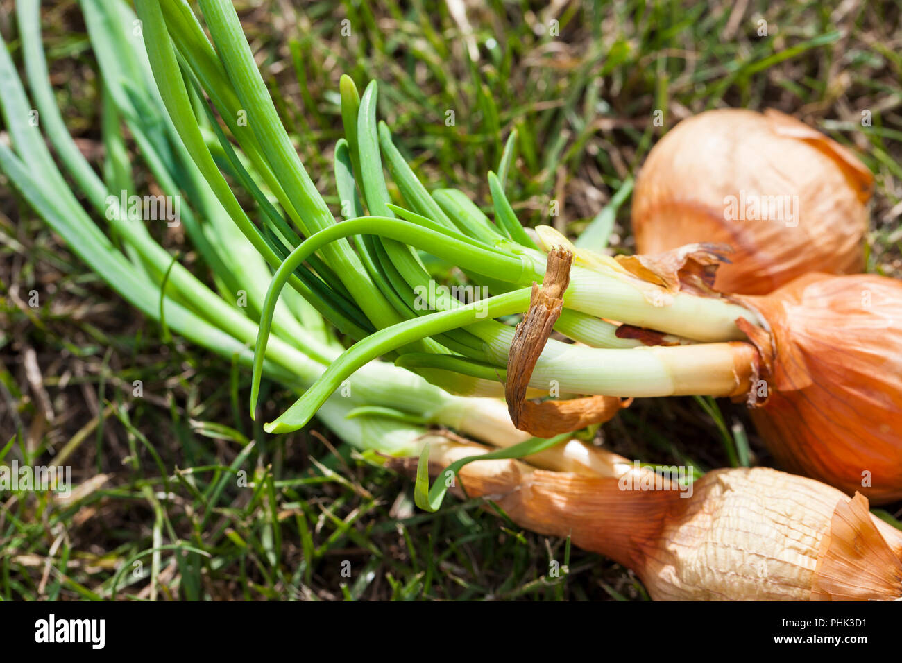 Sprouted orange onion and not planted in soil, closeup Stock Photo