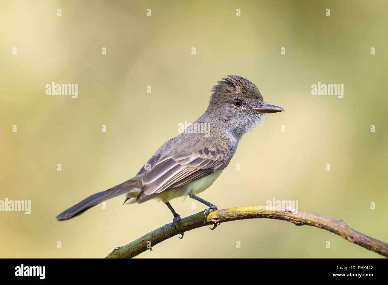 Short-crested Flycatcher (Myiarchus ferox) perched. Stock Photo