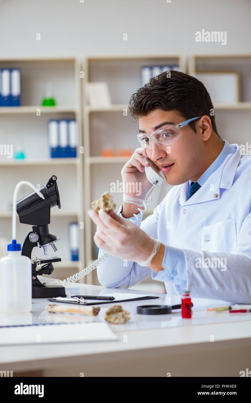 Paleontologist looking at extinct animal bone Stock Photo