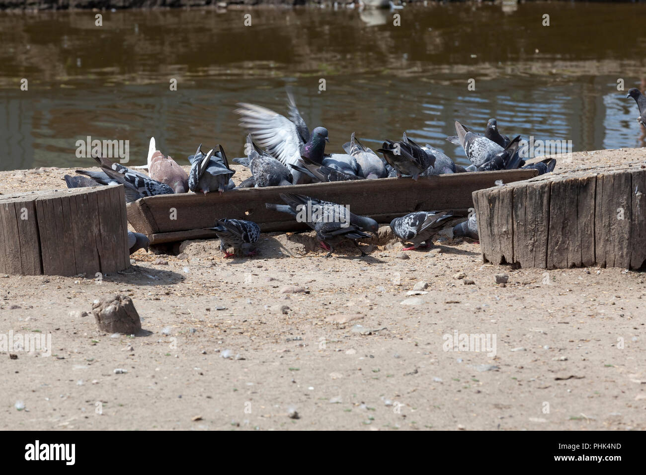 old wooden trough with grain, from which pigeons and other birds feed, closeup Stock Photo