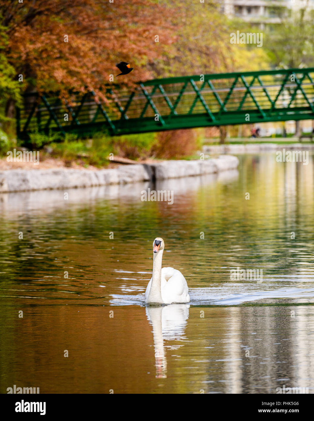 Mute Swan Swimming in Stream Near Bridge with Blackbird in Background Stock Photo