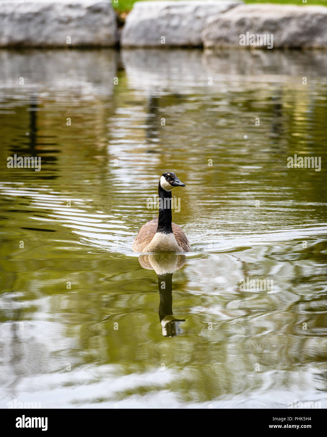 Canada Goose Swimming Lazily In A Pond Stock Photo
