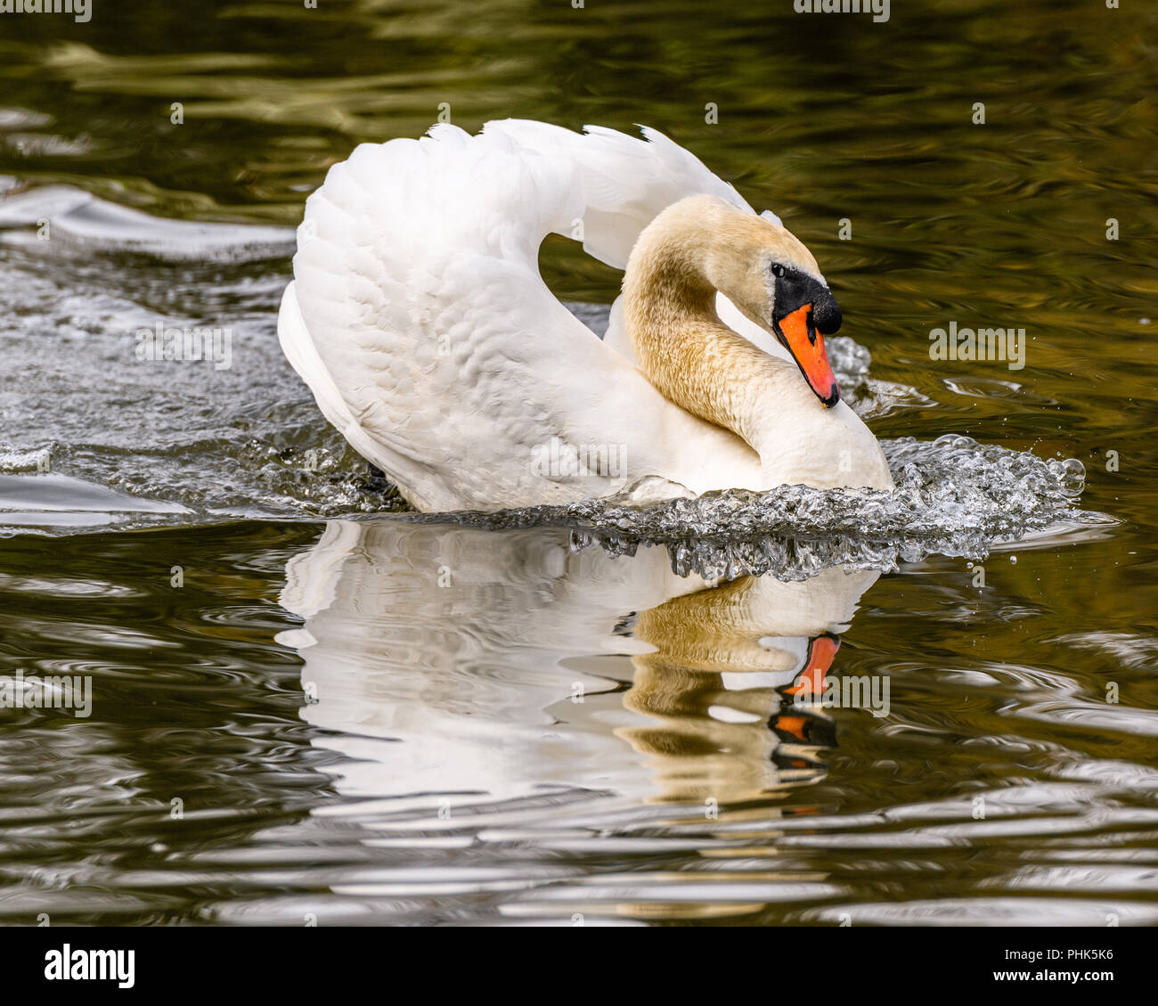 Mute Swan In Attack Mode While Swimming In A Pond Stock Photo