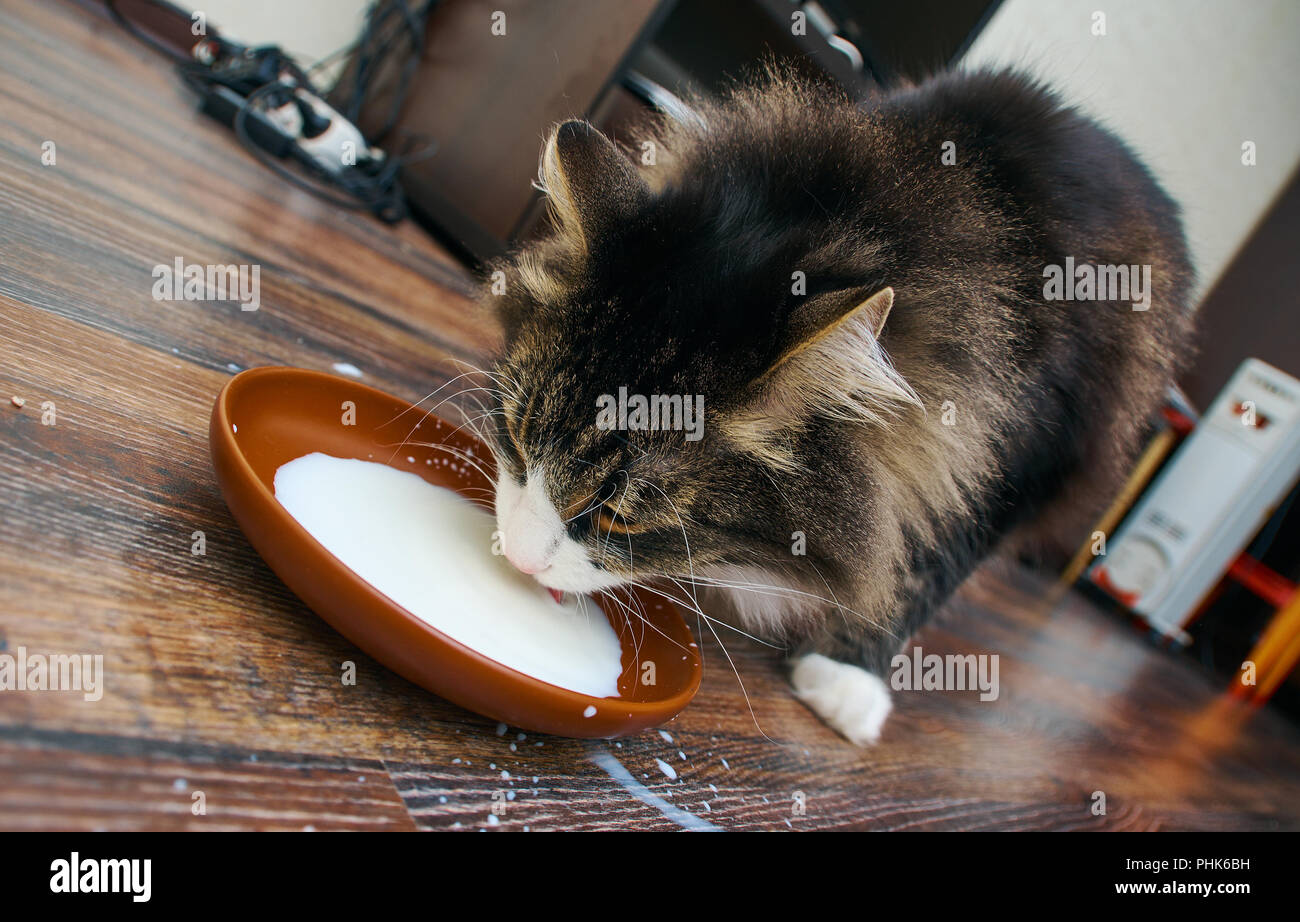 Cat drinking milk hires stock photography and images Alamy