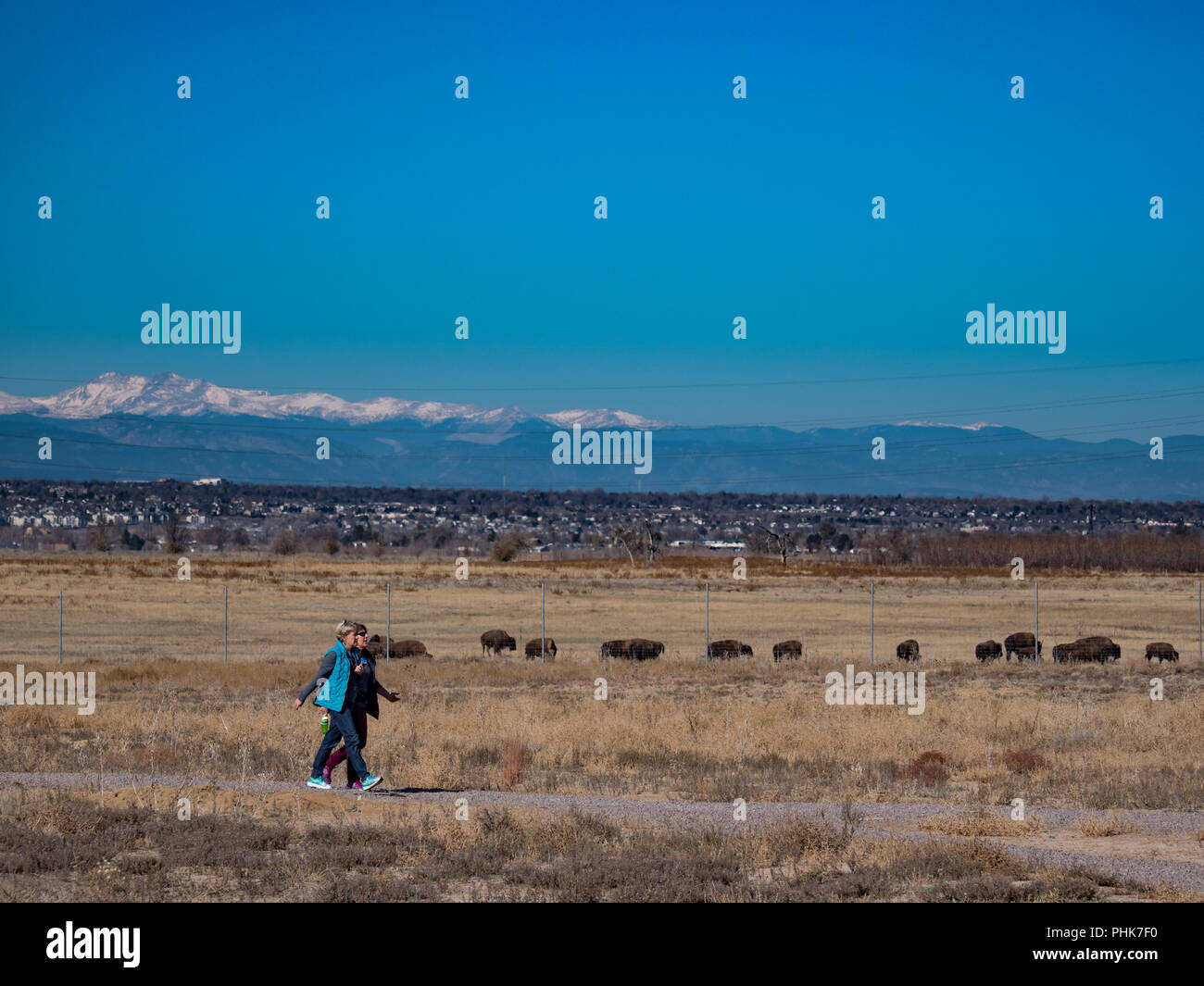 Visitors walk the Discovery Trail past bison near the visitor center, autumn, Rocky Mountain Arsenal Wildlife Refuge, Commerce City, Colorado. Stock Photo