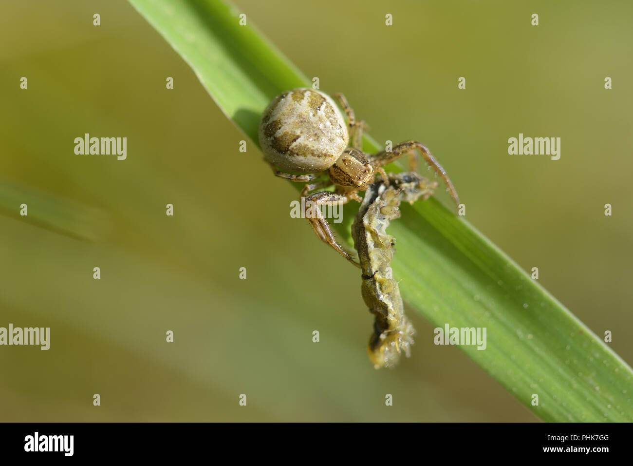 common crab spider Stock Photo