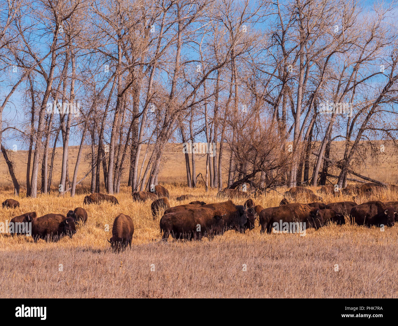 Bison on the Wildlife Loop, autumn, Rocky Mountain Arsenal Wildlife Refuge, Commerce City, Colorado. Stock Photo