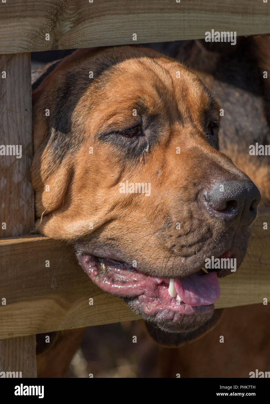 Funny hotsell bloodhound pictures
