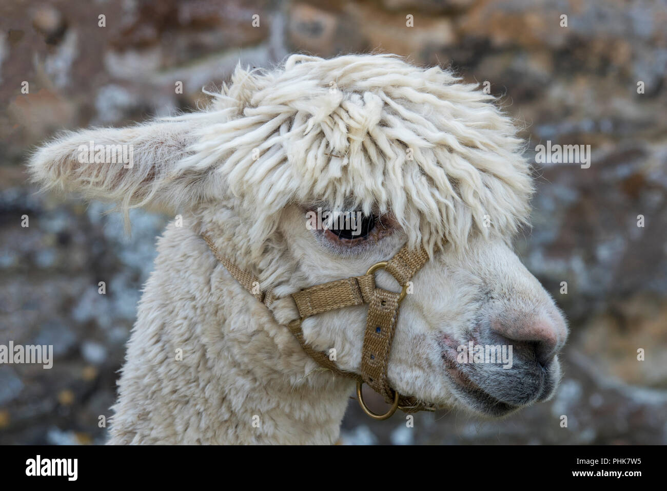 25+ Wool Yielding Animals Pictures With Names Pics