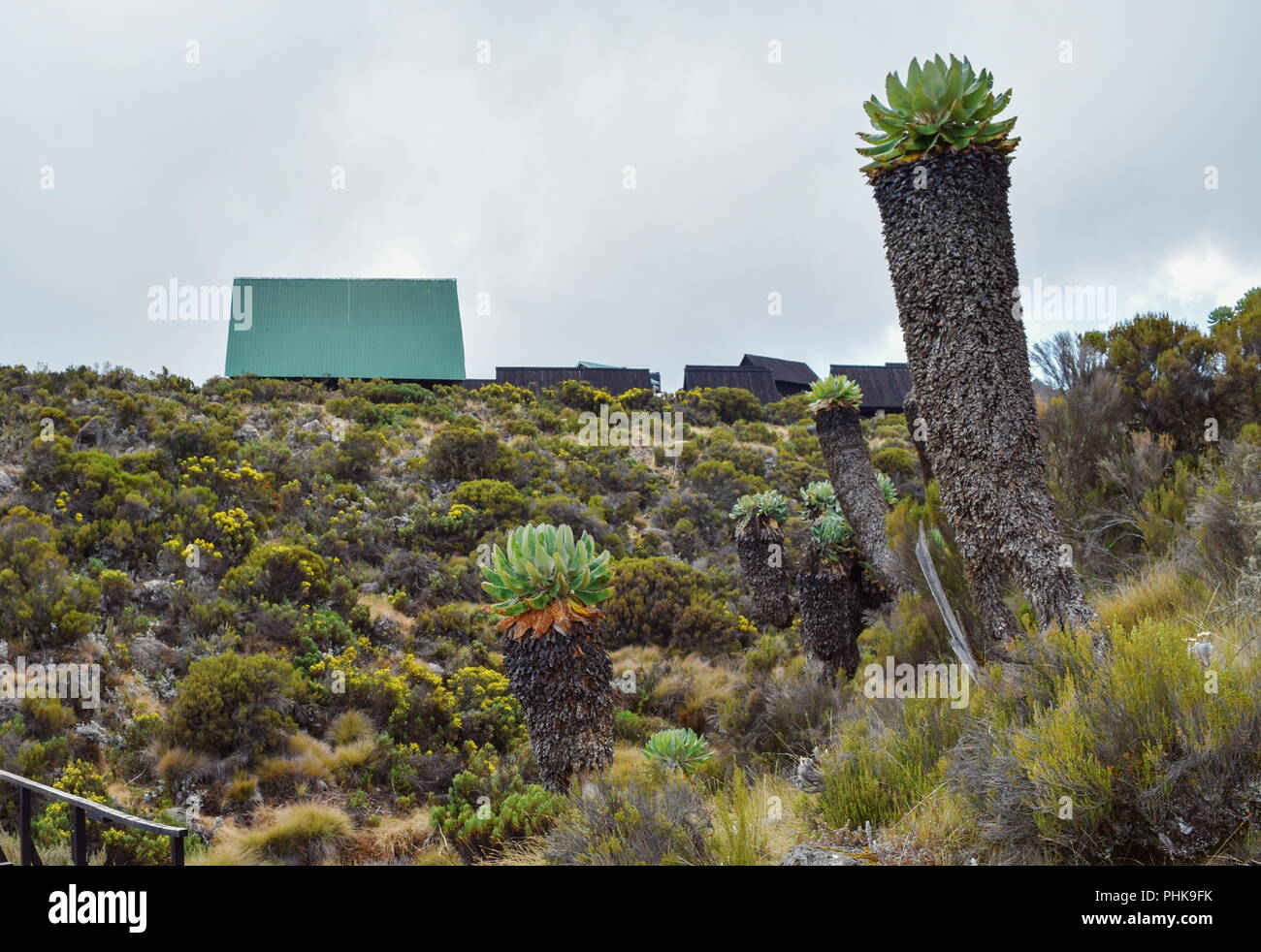 Giant groundsels at Horombo Hut, Mount Kilimanjaro Stock Photo