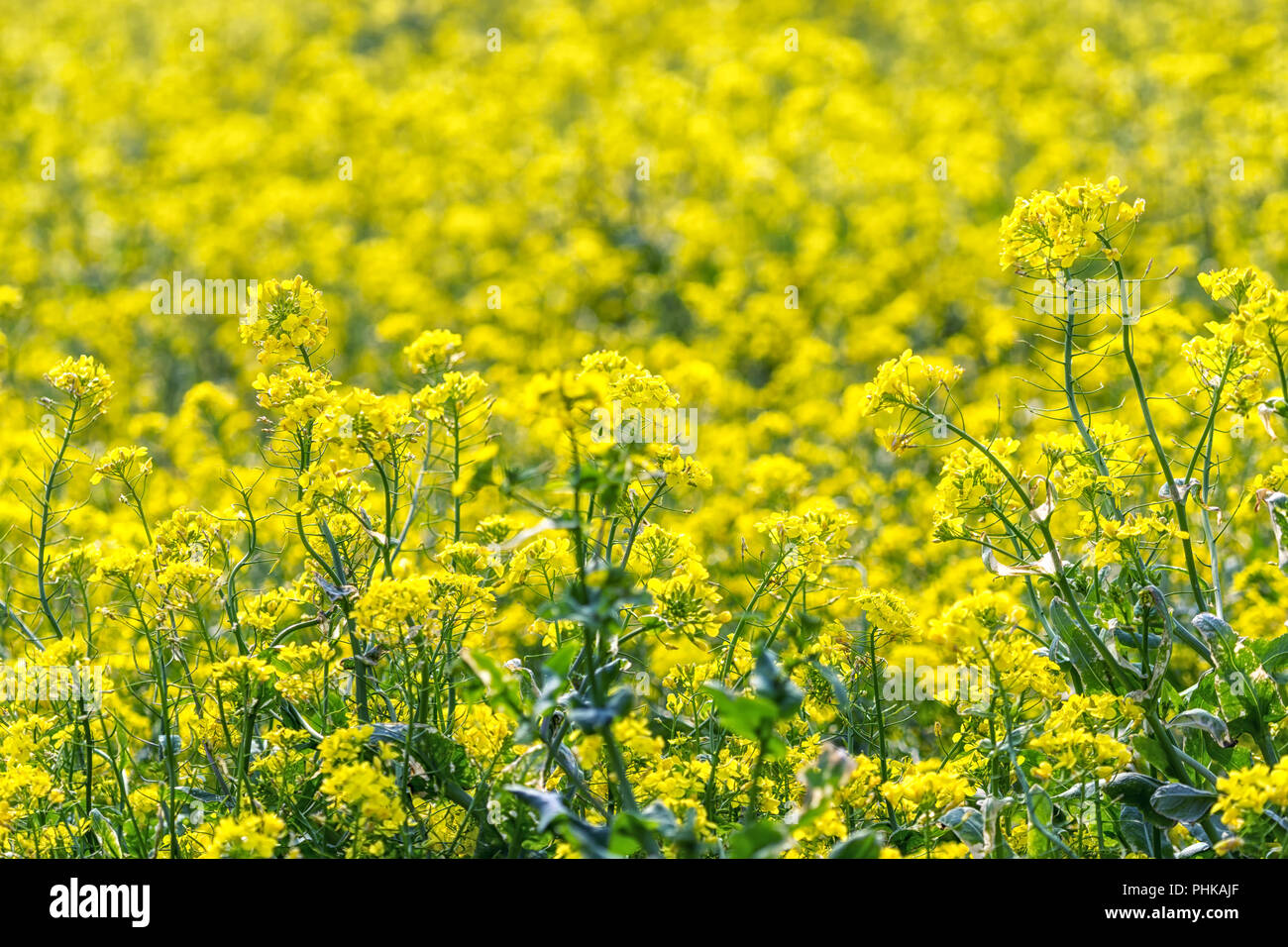 canola flower field in jeju island close ups Stock Photo - Alamy