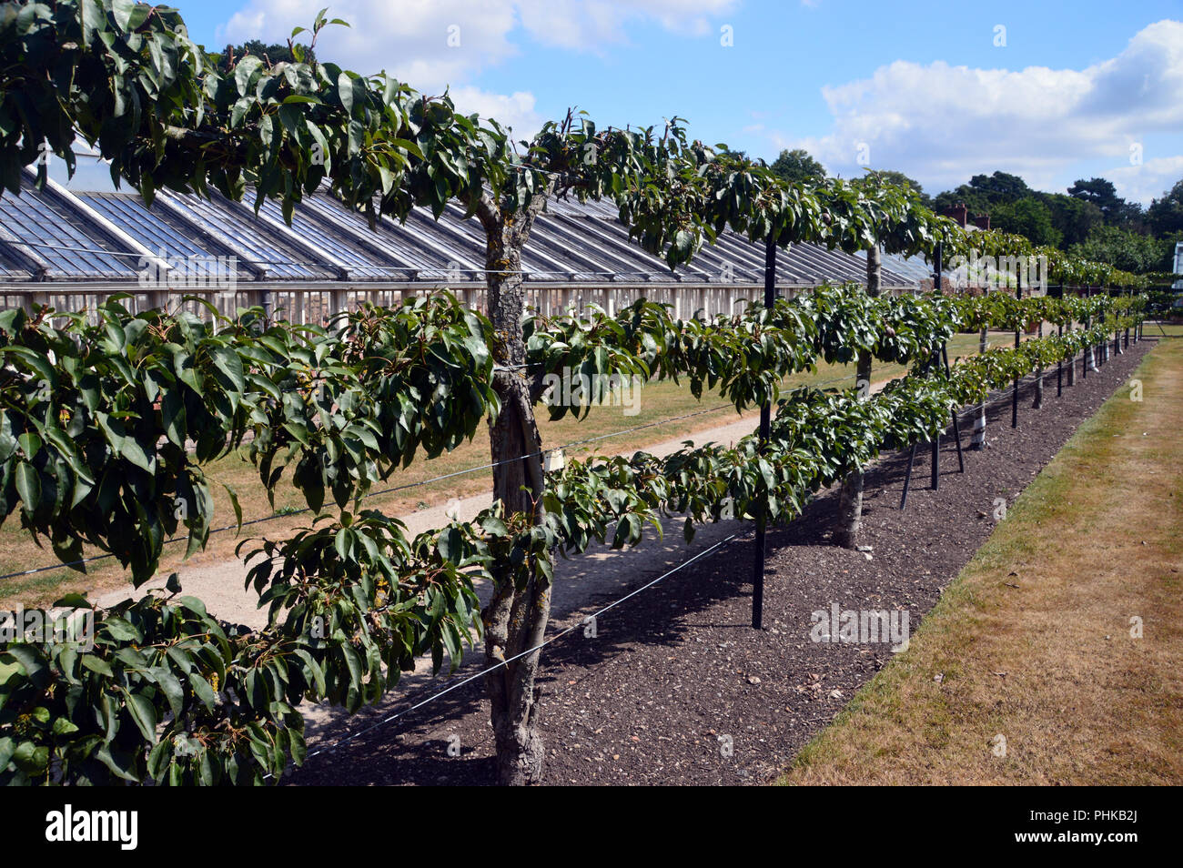 Apple Trees Grown in the Walled Kitchen Garden at Tatton Park