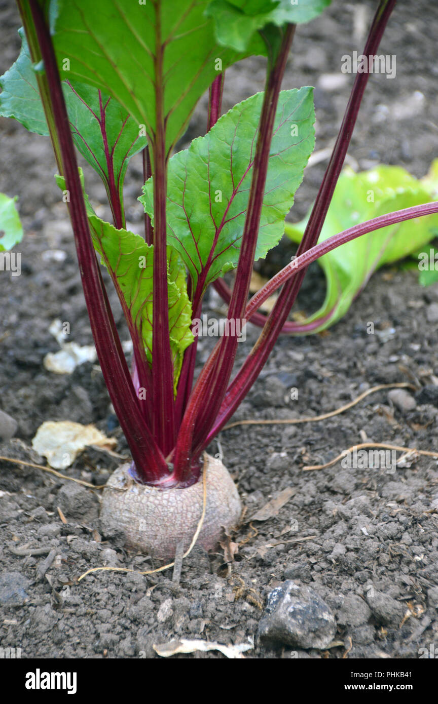Beetroot growing ground hires stock photography and images Alamy