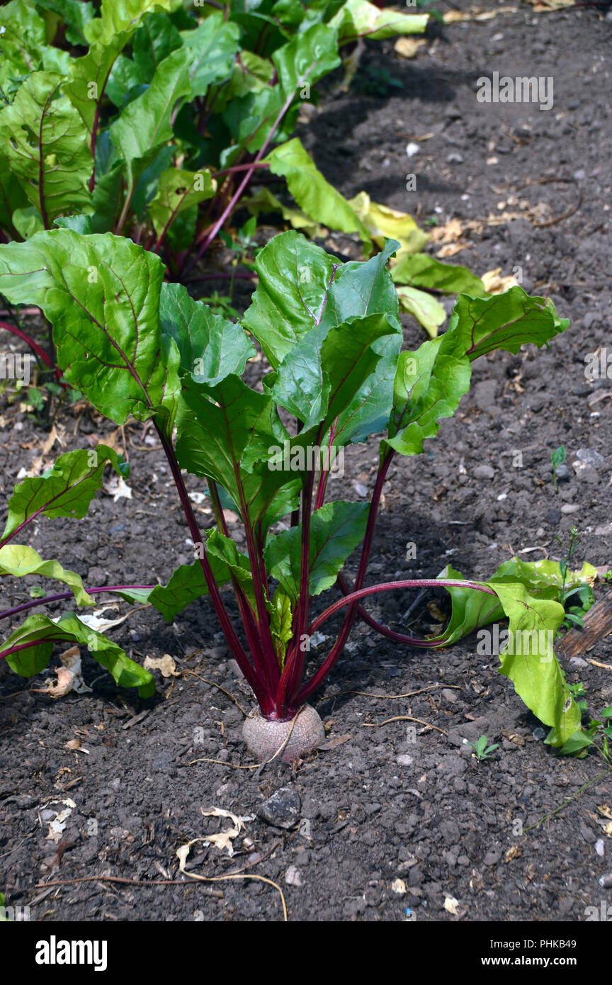 Beetroot growing ground hires stock photography and images Alamy