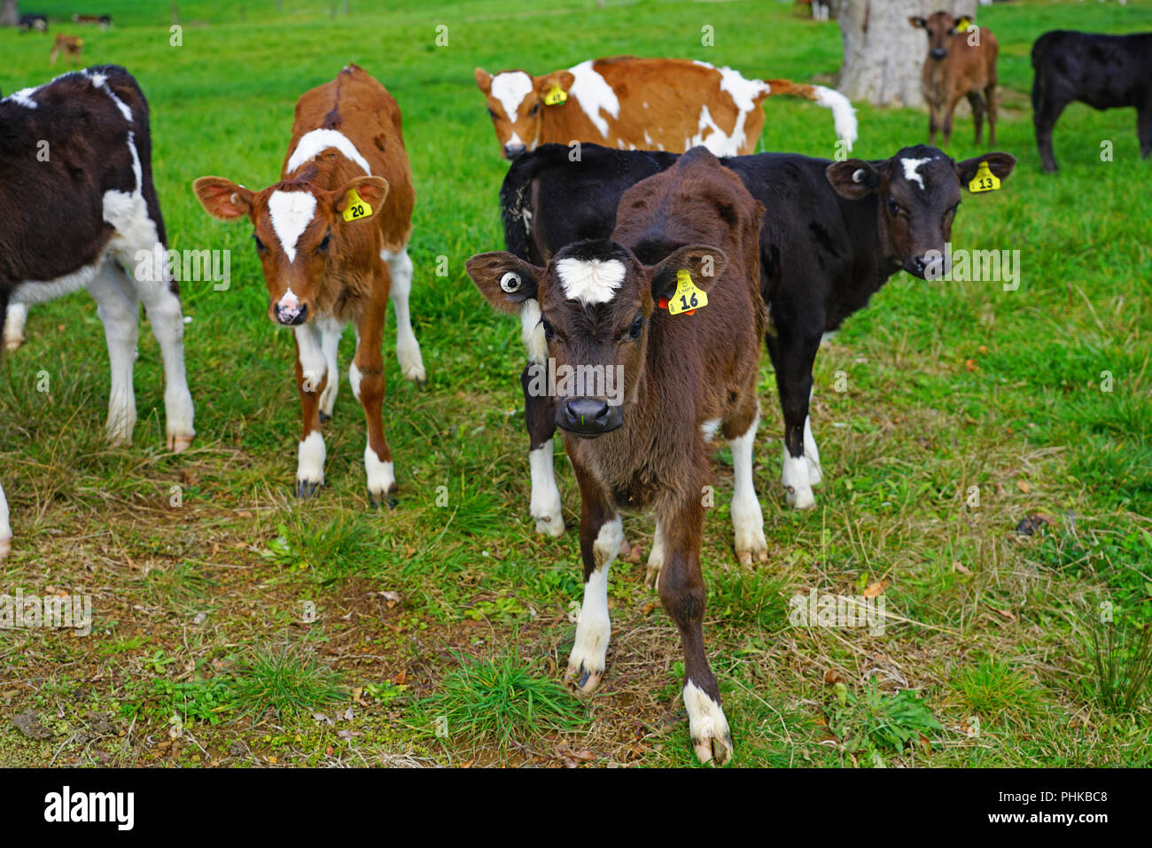 MATAURI, NEW ZEALAND View of young calves, cattle raised for veal