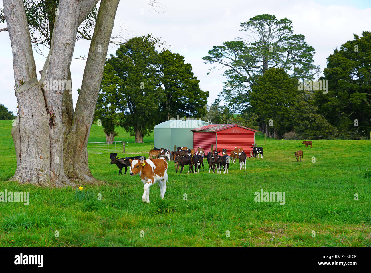 MATAURI, NEW ZEALAND View of young calves, cattle raised for veal