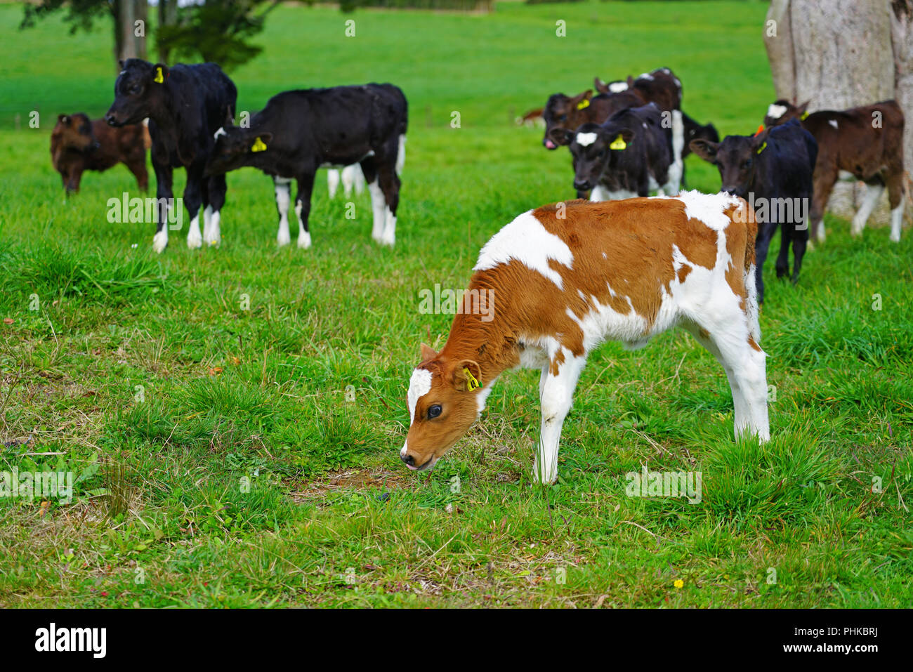 MATAURI, NEW ZEALAND View of young calves, cattle raised for veal