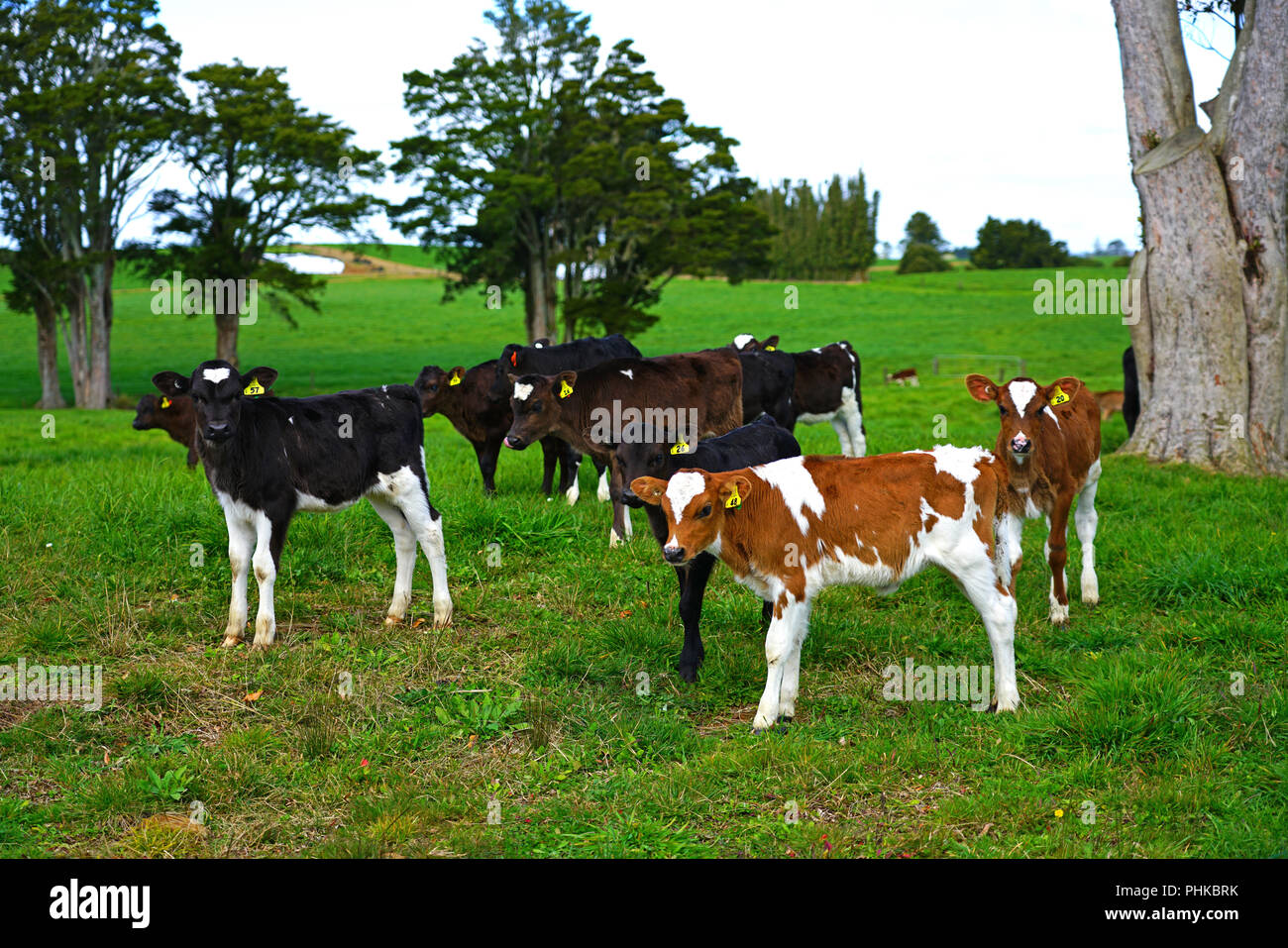 Pasture raised veal hires stock photography and images Alamy
