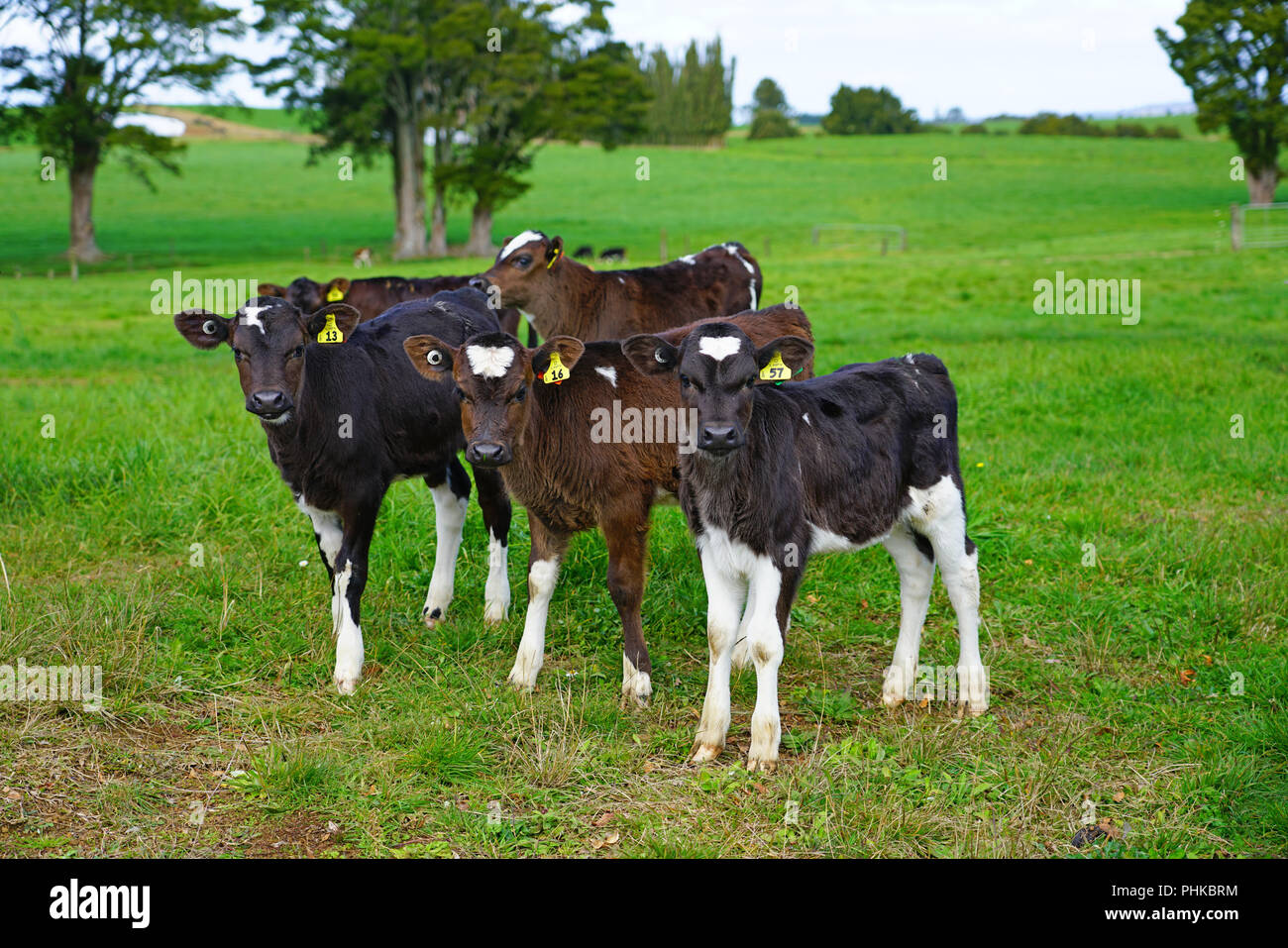 Pasture raised veal hires stock photography and images Alamy
