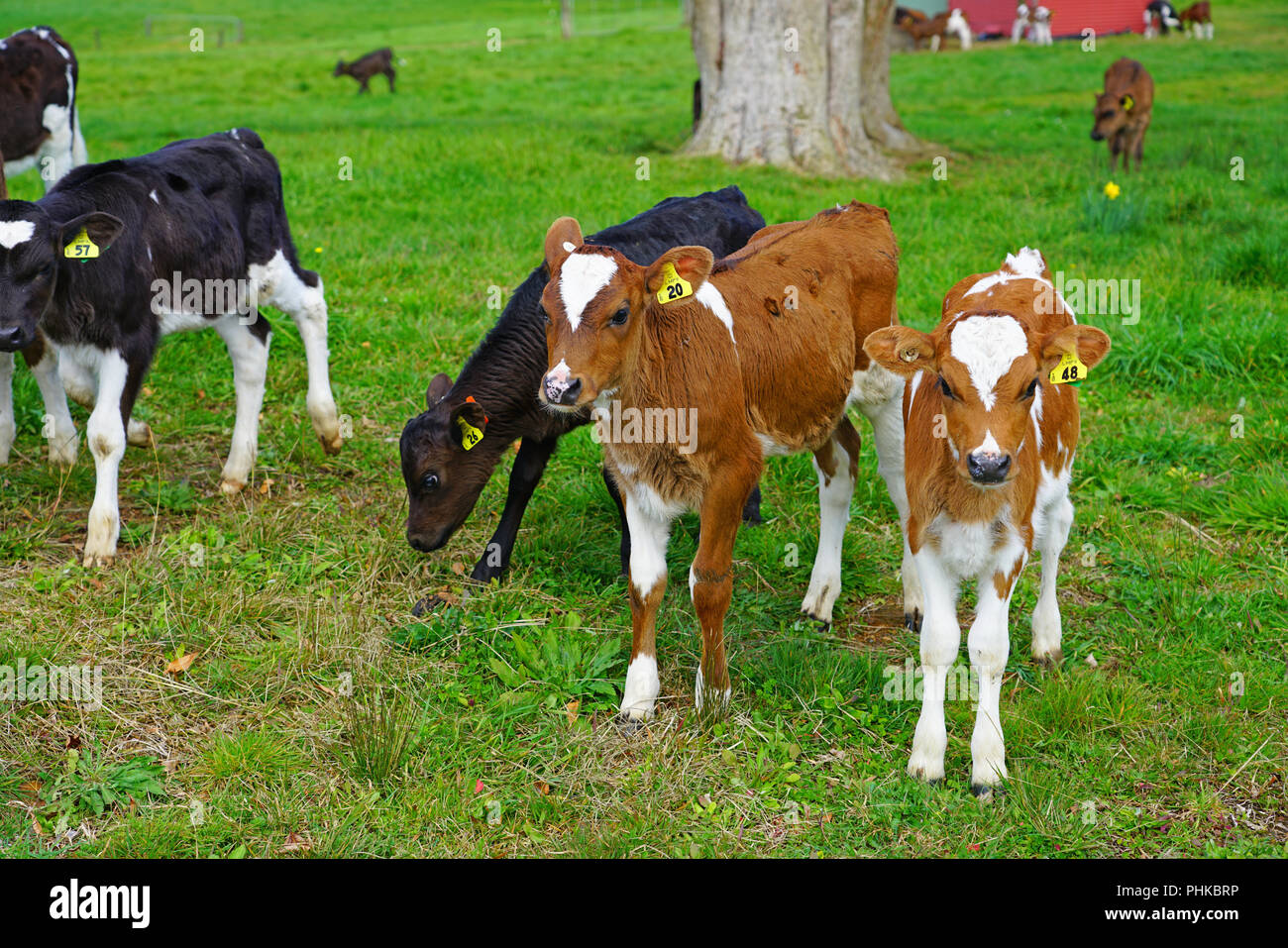 MATAURI, NEW ZEALAND View of young calves, cattle raised for veal