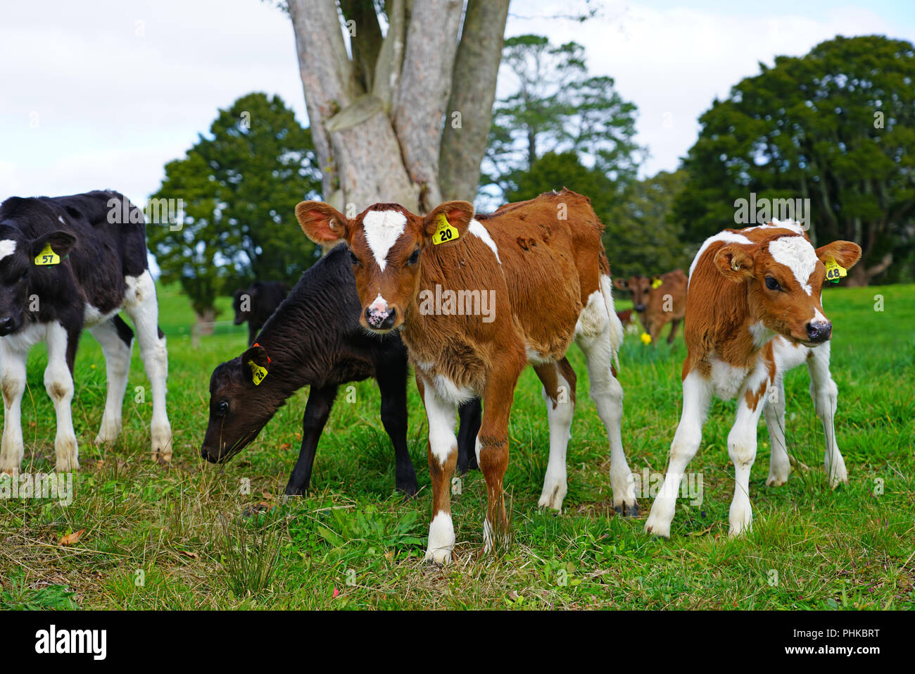 Pasture raised veal hires stock photography and images Alamy