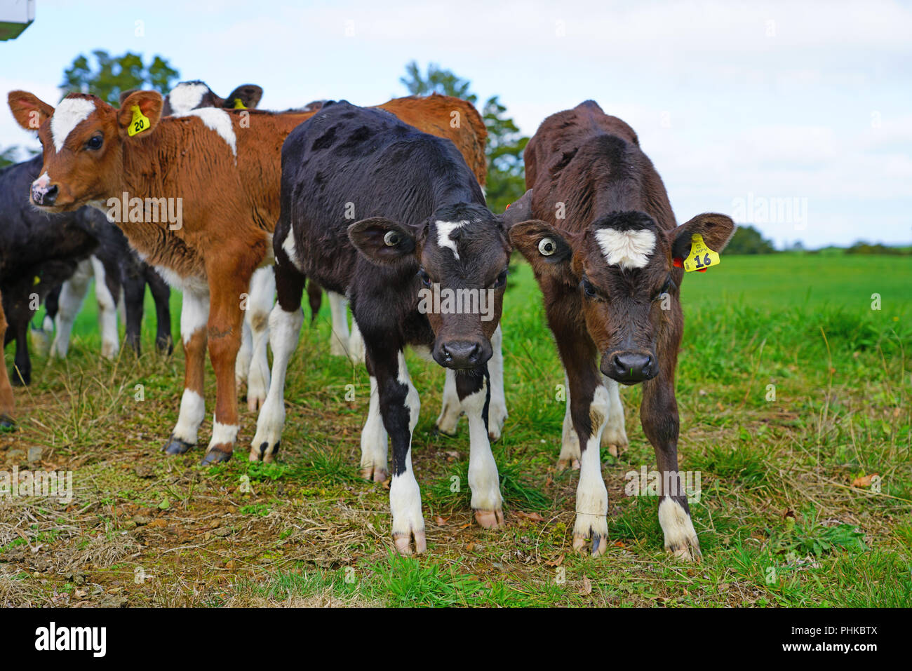 Cattle are raised as livestock for meat beef and veal hires stock