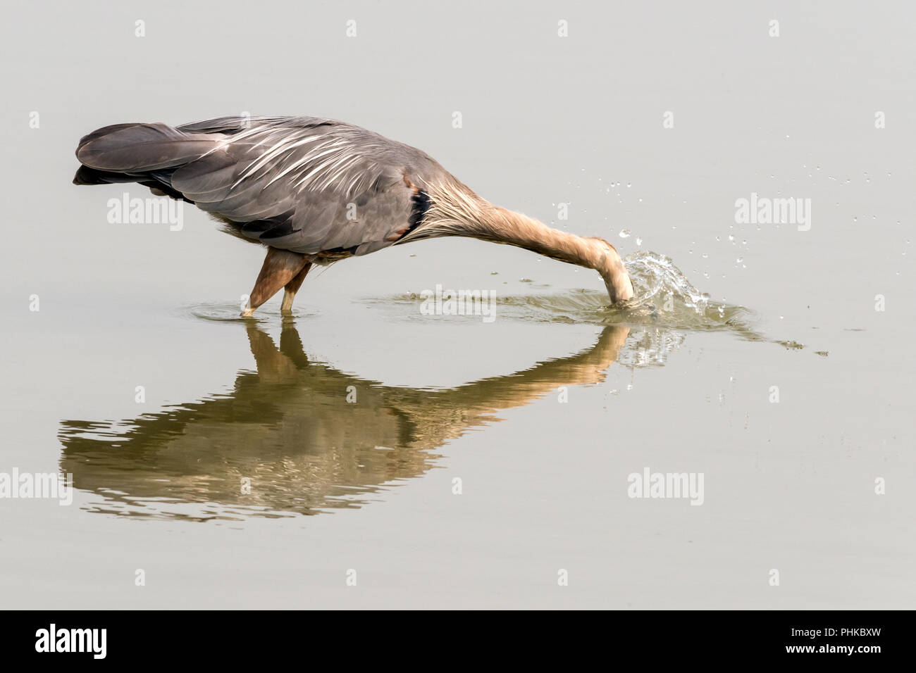 Great blue heron striking at a fish, Reifel Bird Sanctuary, Westham