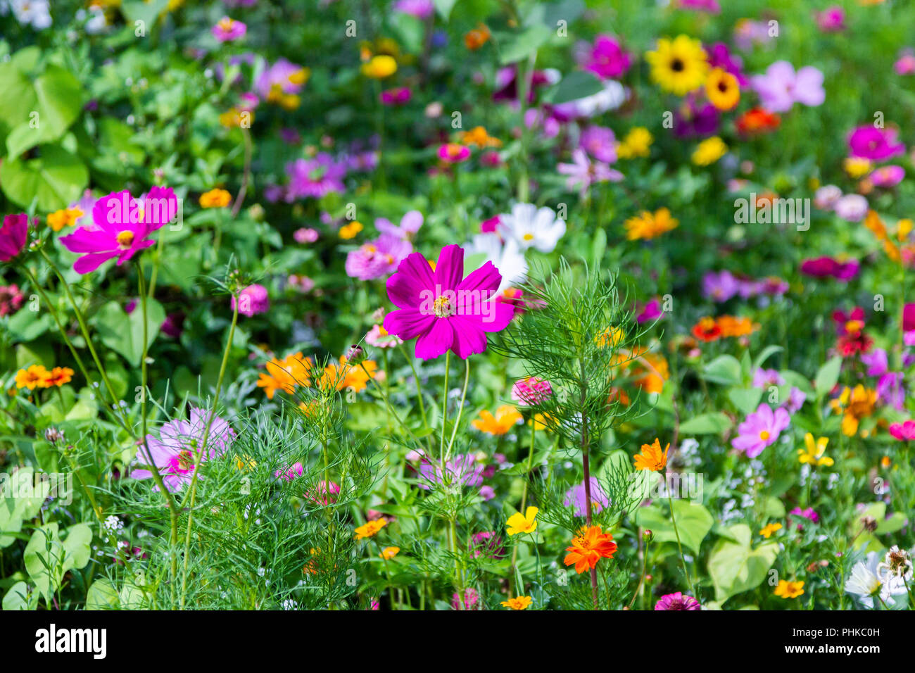 Different colorful flowers in a flower bed Stock Photo