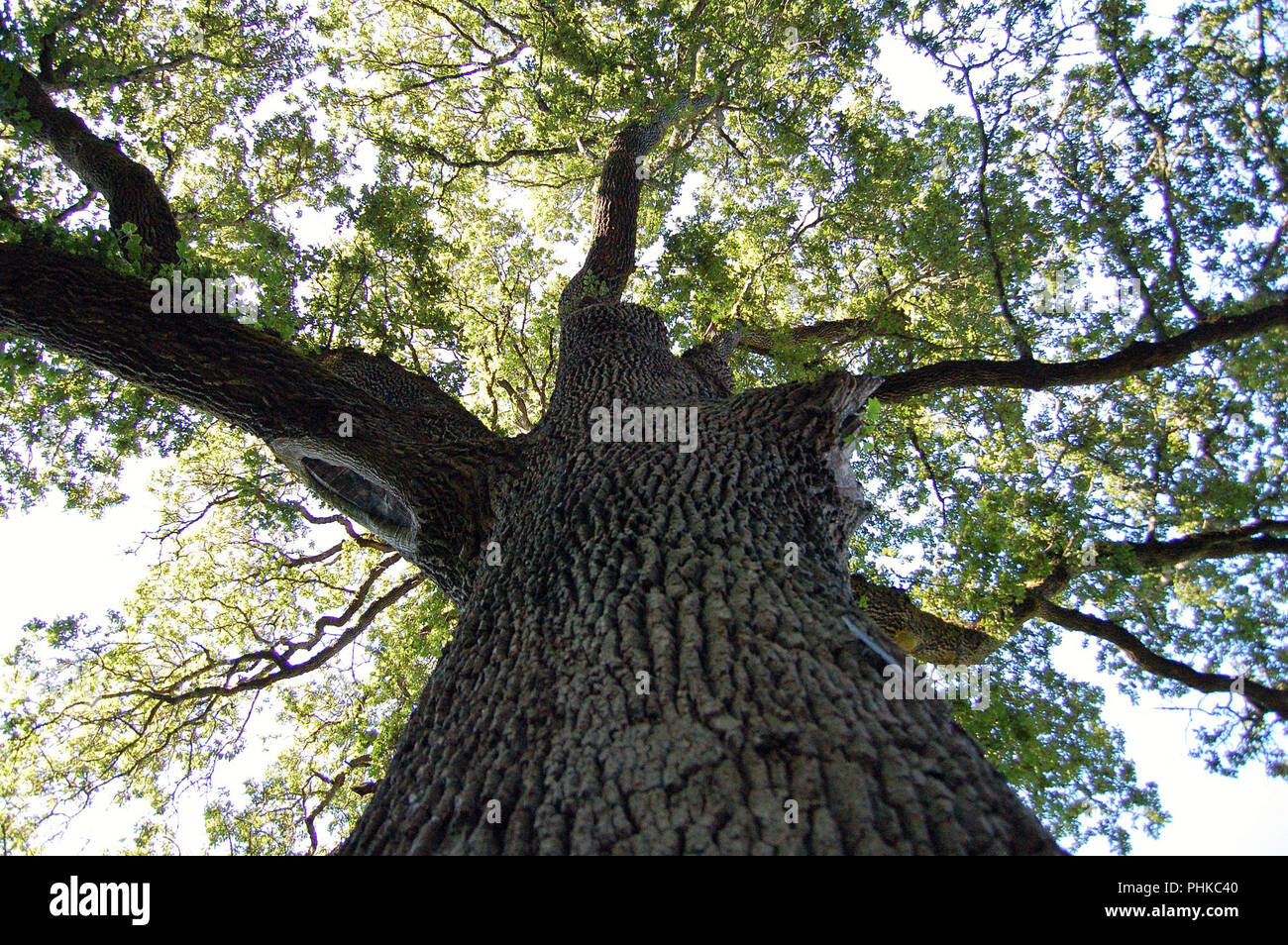 Oregon white oak forest hi-res stock photography and images - Alamy