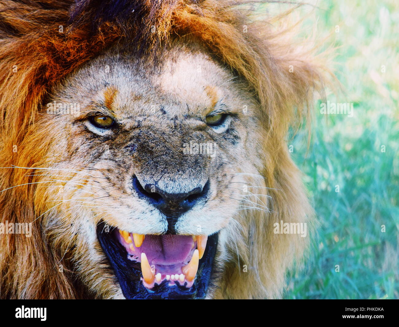 Masai mara lion tourist hi-res stock photography and images - Alamy
