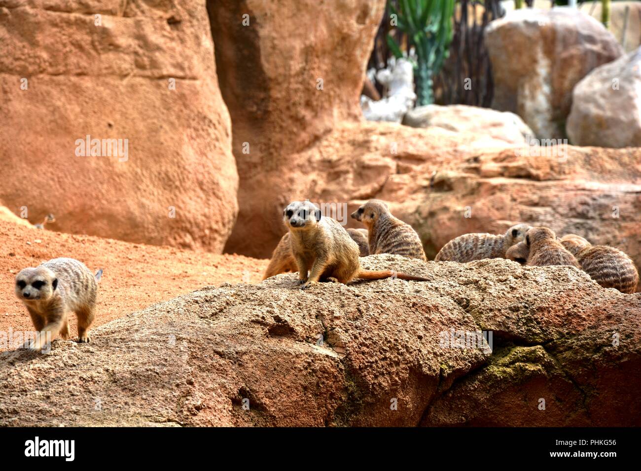 Outdoor meerkats hi-res stock photography and images - Alamy