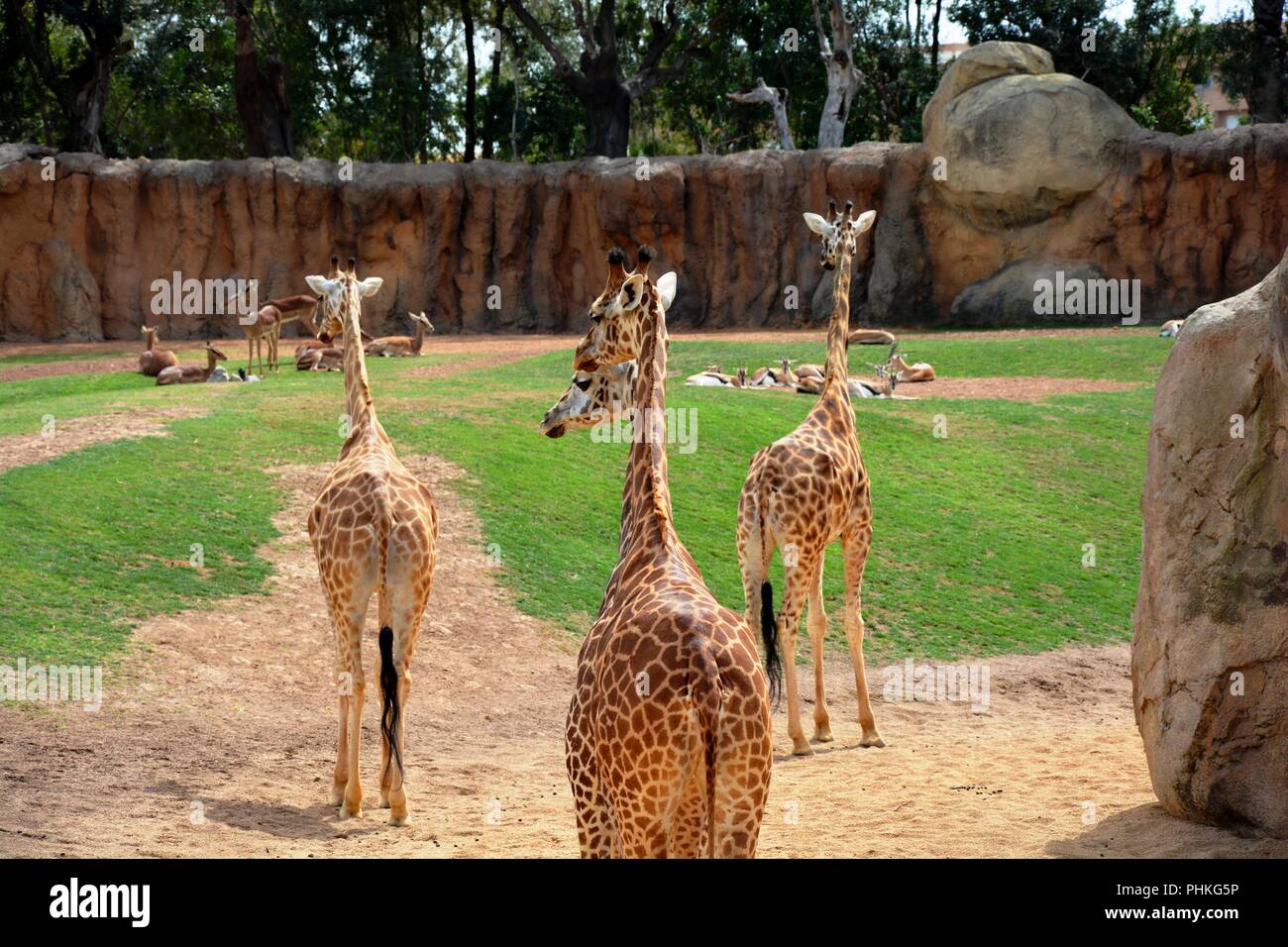 Two Headed Giraffe