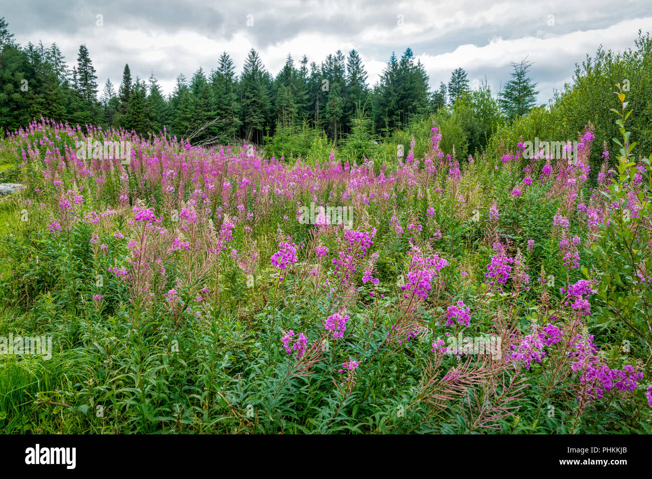 Purple wild flowers growing in a forest clearing Stock Photo Alamy