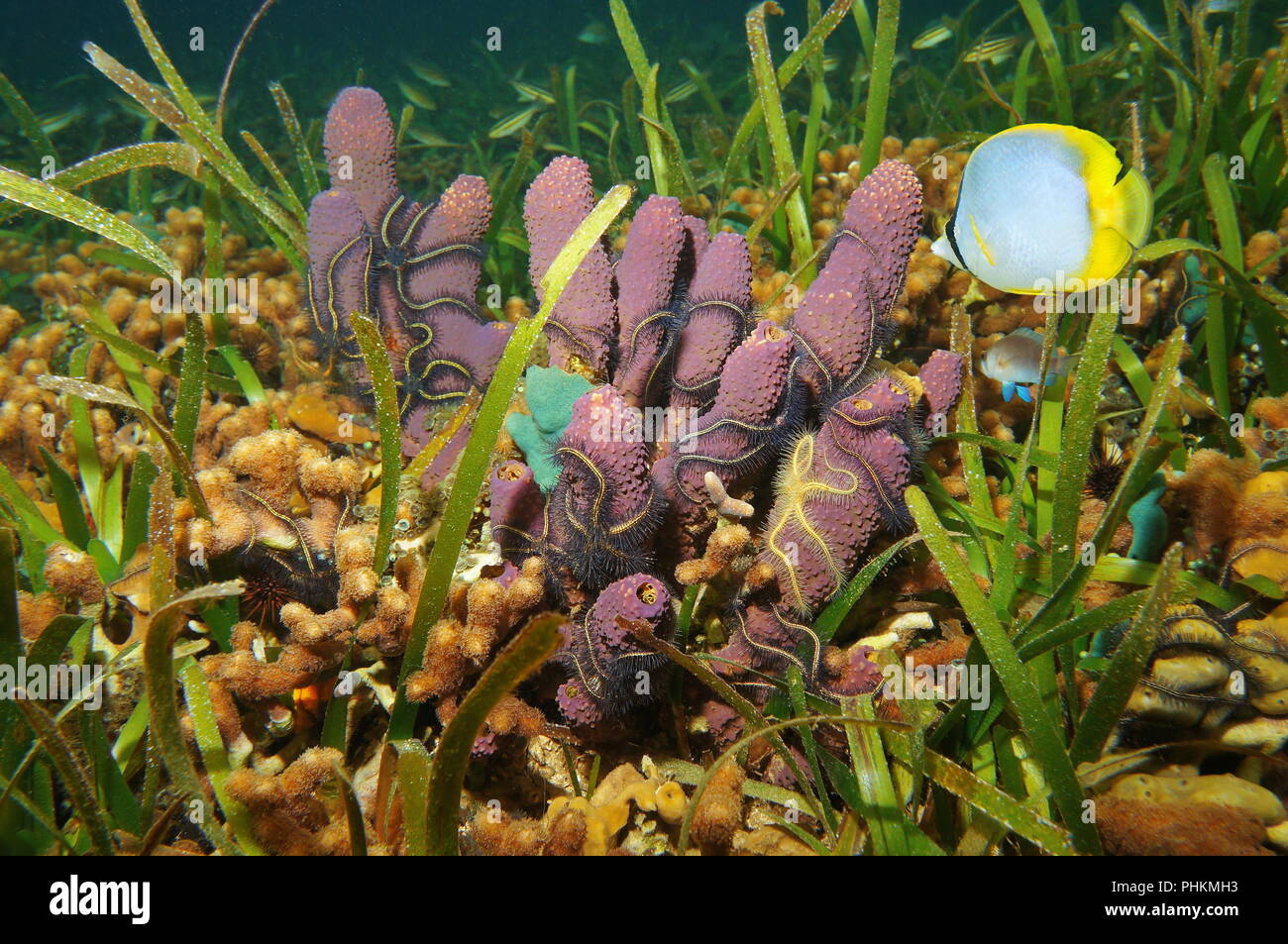 Underwater life on a shallow seabed in the Caribbean sea, branching tube sponge with brittle stars, coral and a tropical fish spotfin butterflyfish Stock Photo