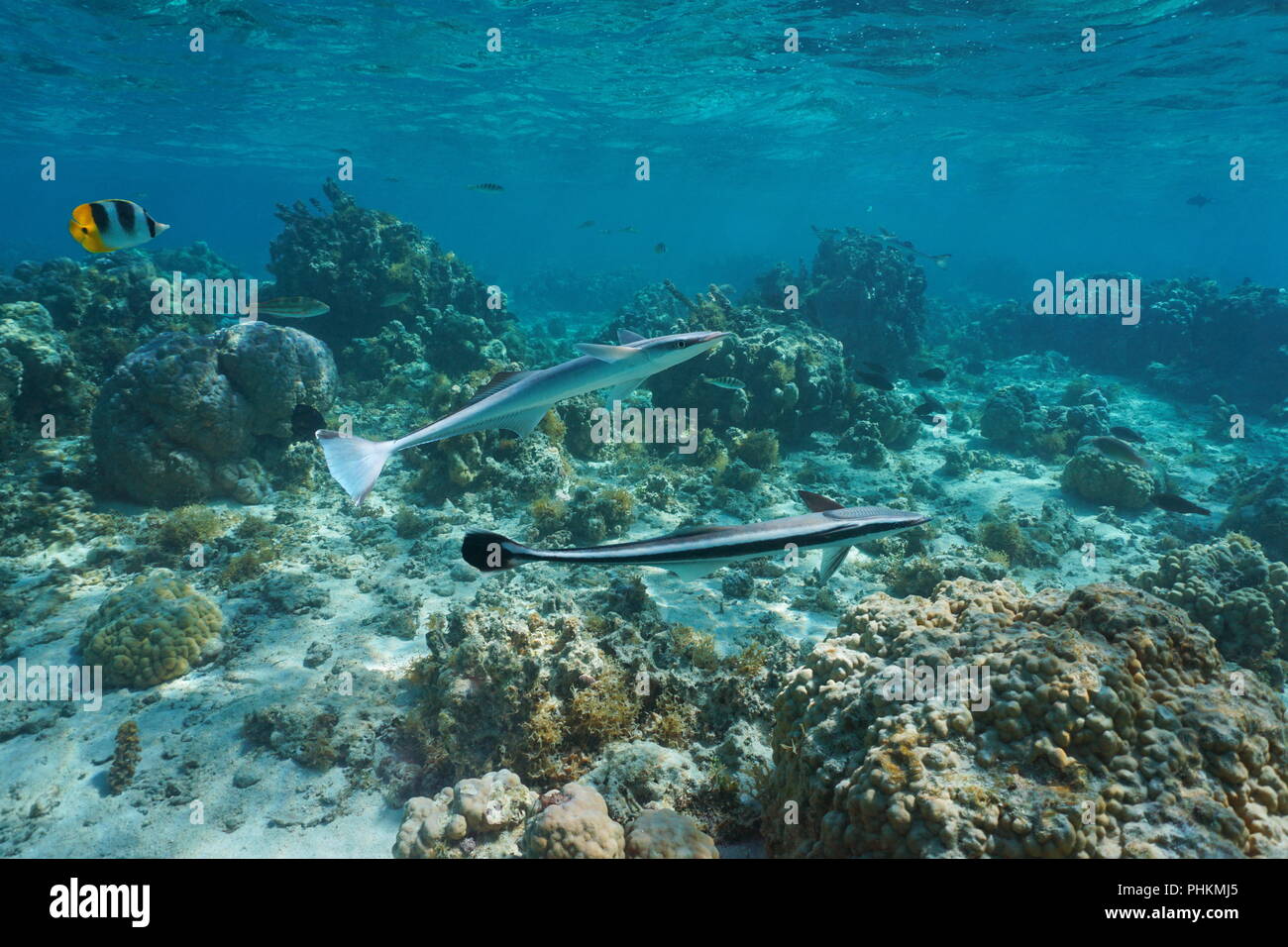 Underwater two remora fish, live sharksucker, Echeneis naucrates, with corals in the lagoon, Pacific ocean, French Polynesia Stock Photo