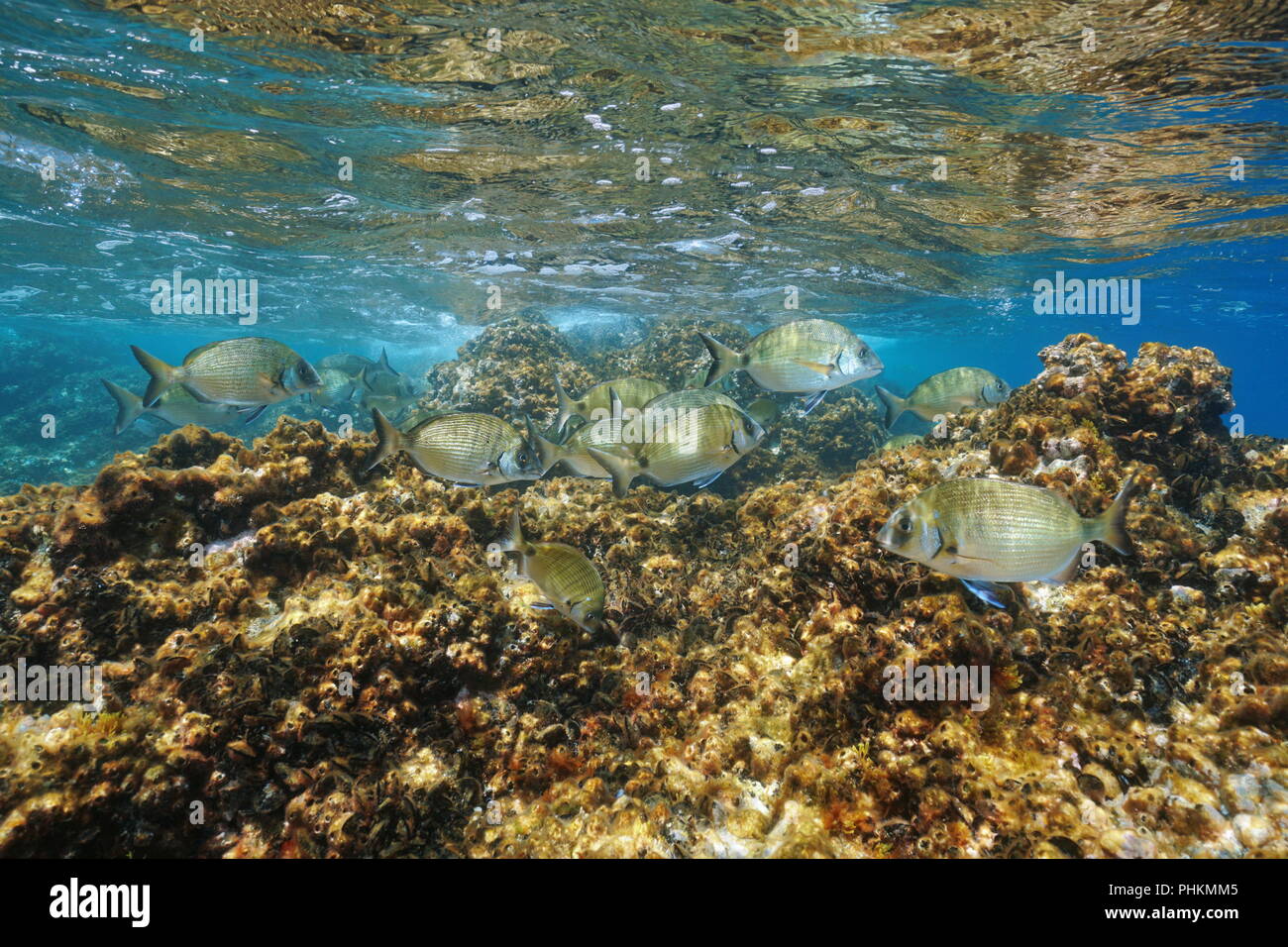 White sea breams fish underwater, Diplodus sargus, with rock covered by mussels and barnacles below water surface in the Mediterranean sea, France Stock Photo