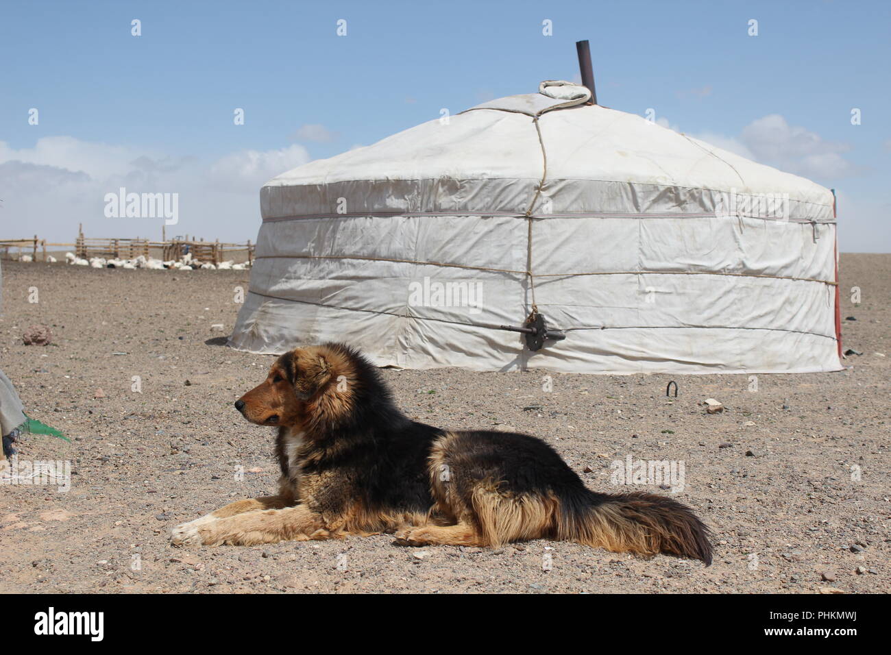 Large dog lying in front of a ger in the Gobi desert - Mongolia Stock Photo