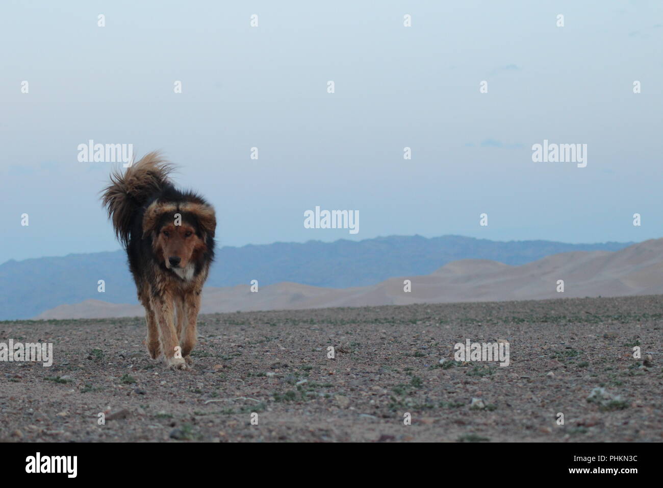 Large dog walking through the Gobi desert - Mongolia Stock Photo