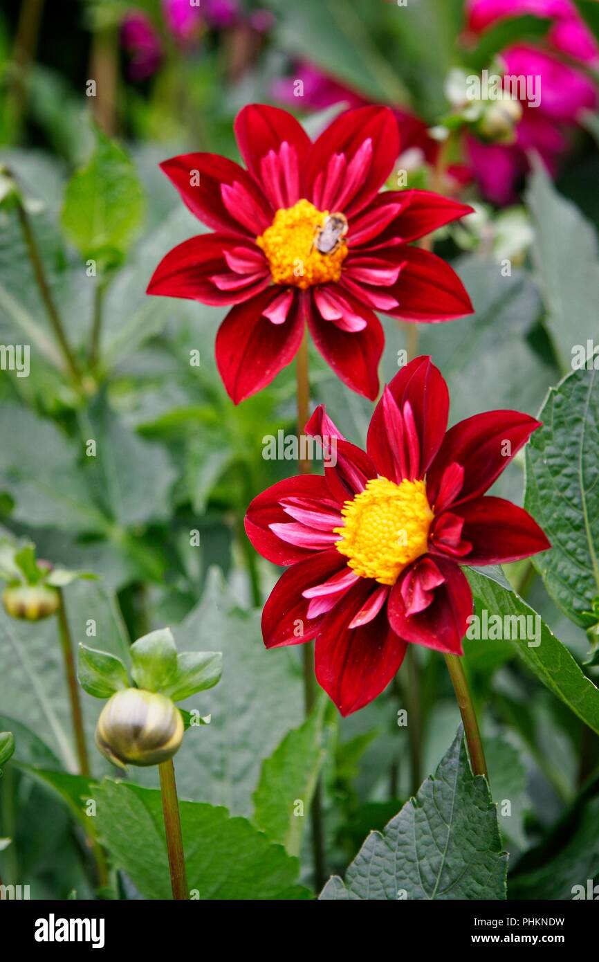 Spiky dahlia dahlias hi-res stock photography and images - Alamy