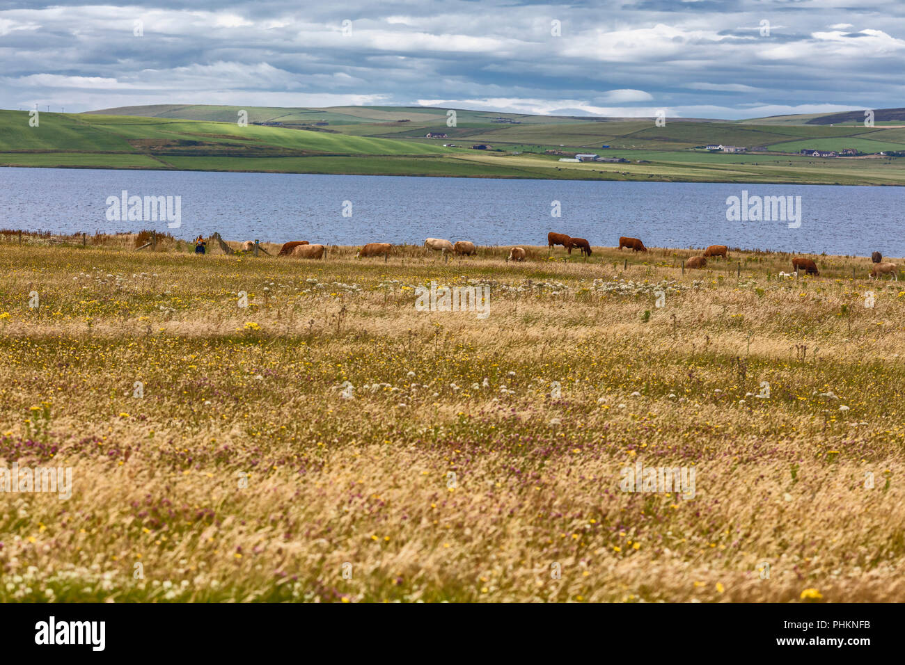 Sea coast, Mainland, Orkney islands, Scotland, UK Stock Photo