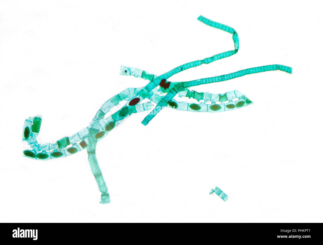 Microscopic view of Spirogyra algae Stock Photo
