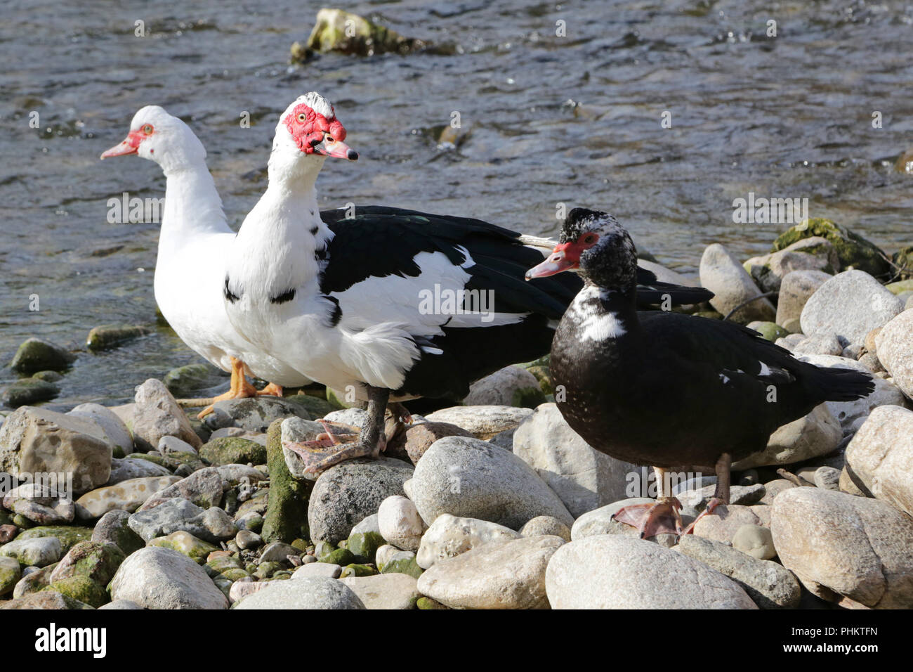 Wart Ducks Cairina Moschata Stock Photo Alamy