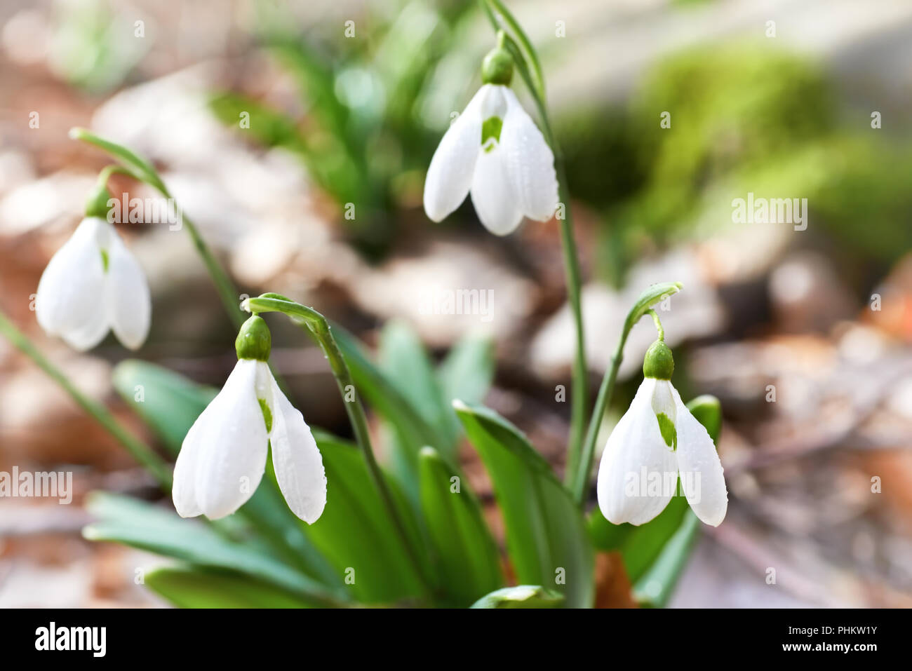 Snowdrops first spring flowers Stock Photo - Alamy