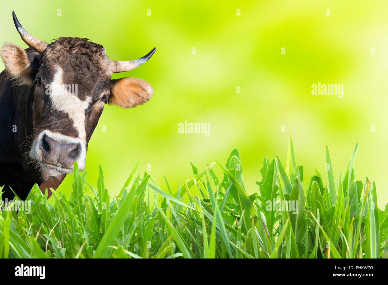 Cow grazing on farm field Stock Photo