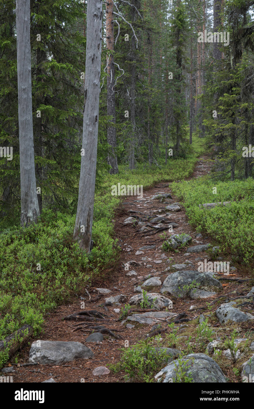 Hiking Trail through a Forest, Northern Europe, Hossa Nationalpark, Finland Stock Photo