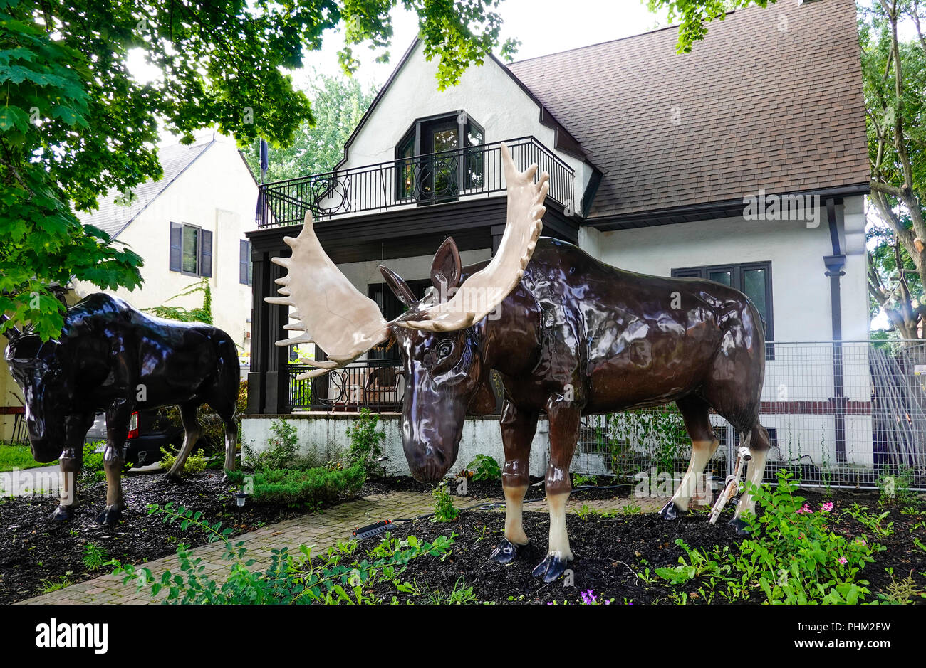 Moose male female hires stock photography and images Alamy