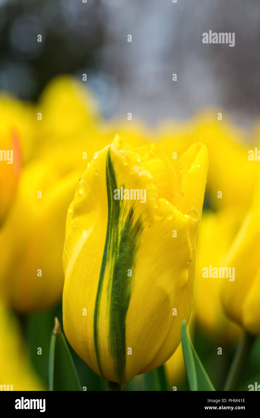 yellow tulips in bloom Stock Photo