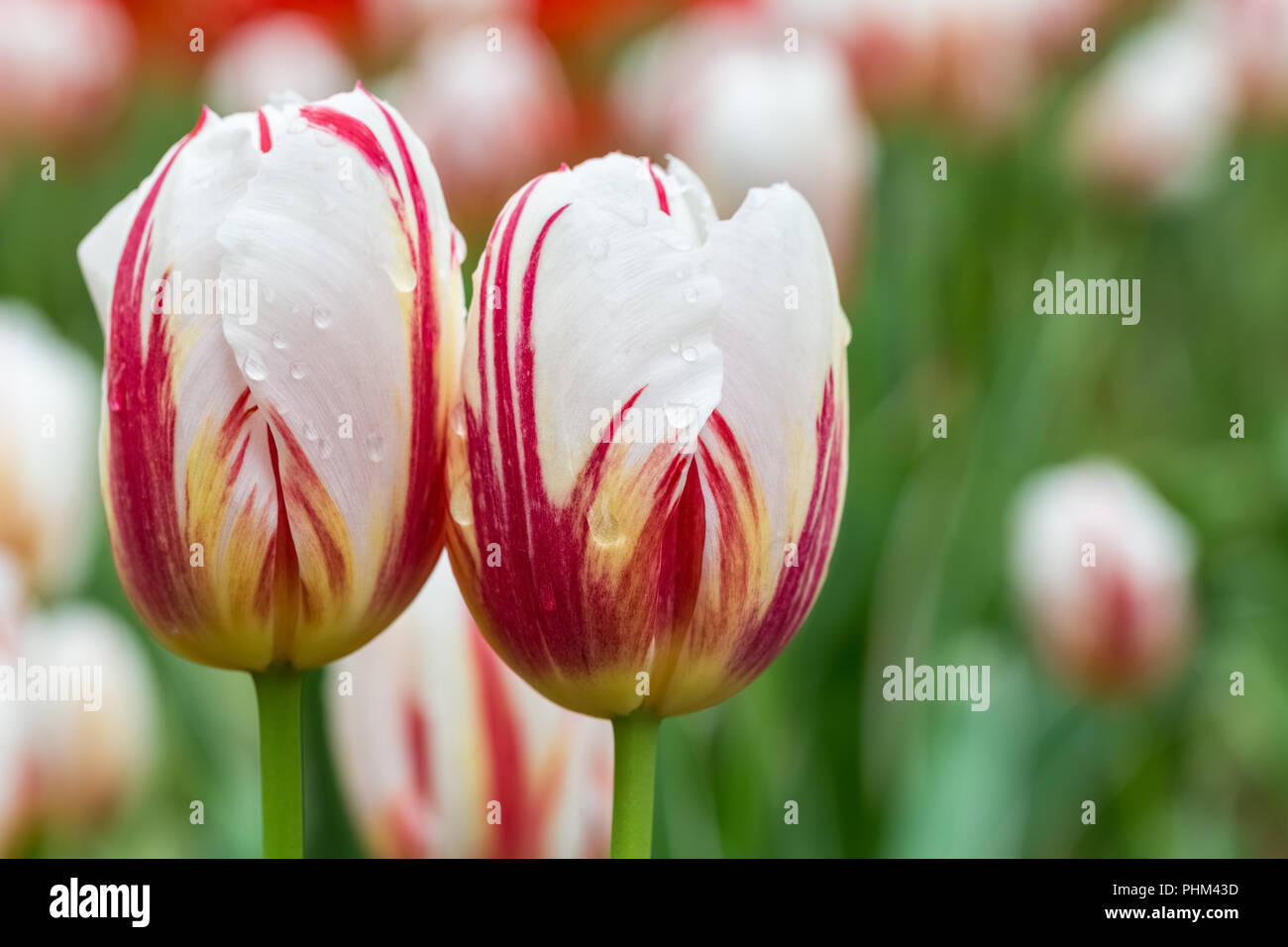 two tulips in bloom closeup Stock Photo