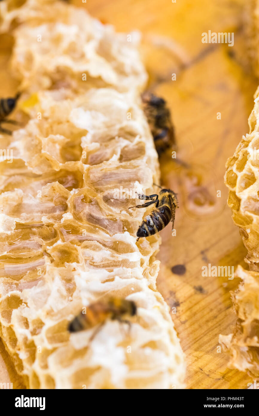 bees on honeycomb Stock Photo